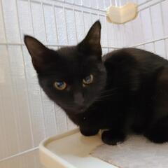べっぴん黒猫ちゃん4ヶ月 - 米子市
