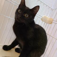 べっぴん黒猫ちゃん4ヶ月