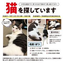 迷子猫を探しています