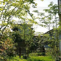 12月頃開催　樹木の新しい剪定方法　構造的剪定を学びませんか？の画像