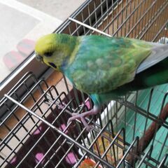 迷子セキセイインコ探しています