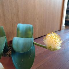 【植え替え、値下げしたので別途投稿をご覧ください】マユハケオモト...