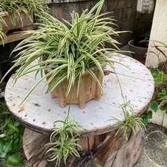 🪴オリズルラン　子株付き❶