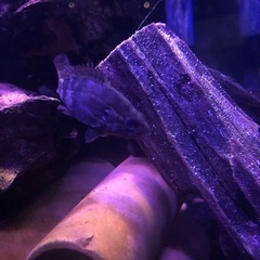 オヤニラミ