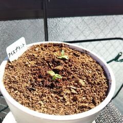 値下げ　アイスプラント　野菜　苗　植木鉢付　多肉植物