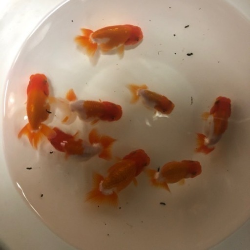 宇野系らんちゅうA