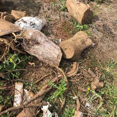 木材いかがでしょうか？　キャンプファイヤーに　野焼きに　まき等に。  長期放置して肥料などに。の画像