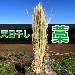 藁　一束40円〜販売致します❕