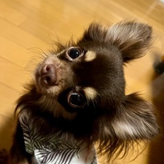 里親候補者様決定いたしました　チワワ　チョコタン　ロングコート