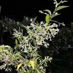夜香木挿木