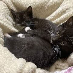 里親決定🐈️推定７週男の子