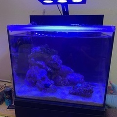 海水魚　水槽セット