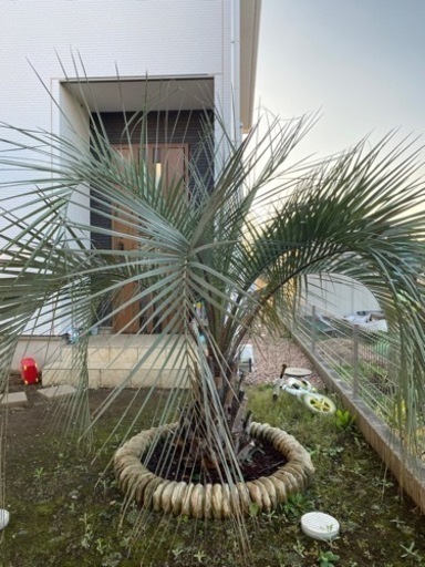 【購入者決定】ココスヤシ引き取りのみ