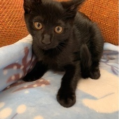 くろねこちゃん