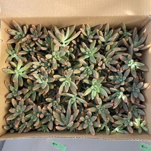 多肉植物 大量250苗カット苗 秋麗 大き目（グラプトペタルム属）