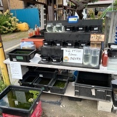 メダカ無人販売！！