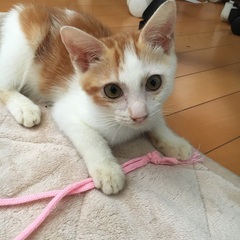 やんちゃで甘えん坊な男の子