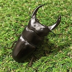 能勢YG血統オオクワガタ　幼虫の画像