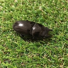 能勢YG血統オオクワガタ　幼虫の画像
