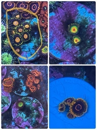 サンゴ　6種類セット