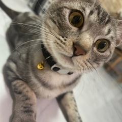 里親募集 サバトラ1歳