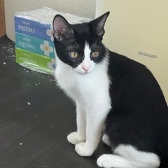 生後4ヶ月❤︎鼻ぺちゃな猫