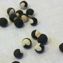 オジギソウ・フウセンカズラ種子 各３０粒セット　2025年採種の画像