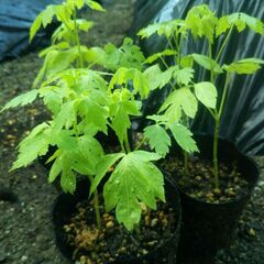 オジギソウ・フウセンカズラ種子 各３０粒セット　2025年採種の画像