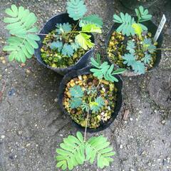 オジギソウ・フウセンカズラ種子 各３０粒セット　2025年採種の画像