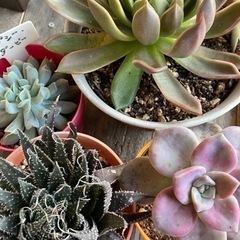 ☆アロエ❗️売れちゃいましたー💟