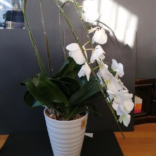胡蝶蘭  花が終わりかけ