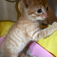 子猫の里親募集中（兄妹猫もいます）お問合せ多数あり、一旦終了します