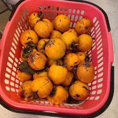 ★甘柿★無農薬★１個20円の画像