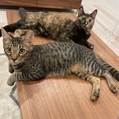 サビ猫 2歳  キジトラ 1歳半 よろしくお願いします(* .ˬ.)"