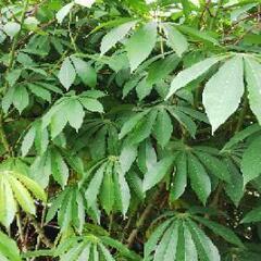 キャッサバ（Cassava）,マンジョカ