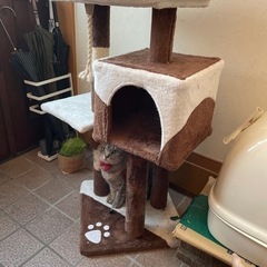 キャットタワーの画像