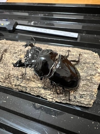 タランドゥスオオツヤクワガタ