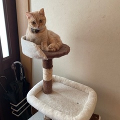 キャットタワーの画像