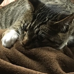 バスケットボールメンバーが足りません！助けてください^_^11／...