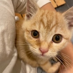 茶トラ　子猫　2ヶ月