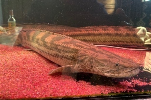 ポリプテルス　ラプエン50㎝±ワイルド