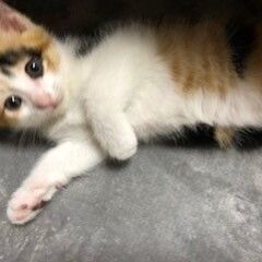 【家族が決まりました】８月中旬生まれ　三毛猫ちゃんです(=^・^=)