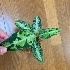 アグラオネマ ピクタム AZ便 ラプラス箱