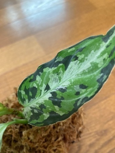 アグラオネマ　ピクタム　AZ便　ラプラス箱