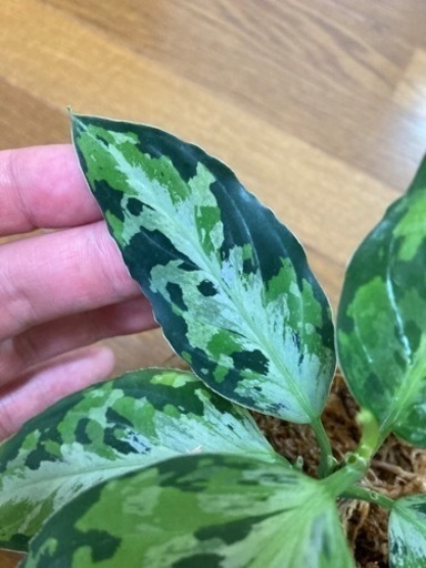 アグラオネマ　ピクタム　AZ便　ラプラス箱