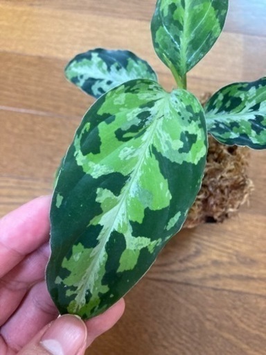 アグラオネマ　ピクタム　AZ便　ラプラス箱