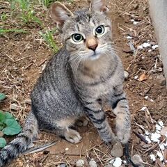 可愛い仔猫を幸せに、里親さん募集中です。