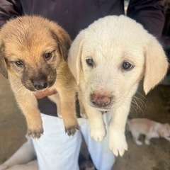 子犬引き取ってくれる方居ませんか？