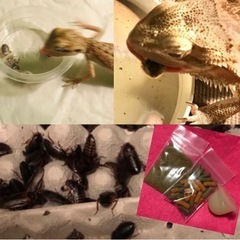 【デュビア SS 50匹】爬虫類の餌 虫エサ