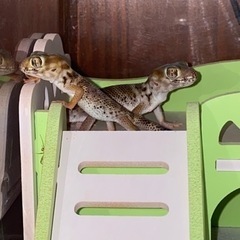 爬虫類、両生類好きな方お友達になりたいです！ - 三沢市